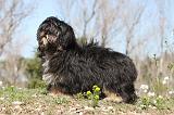 LHASSA APSO 057